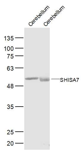SHISA7 antibody