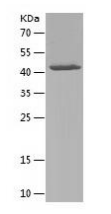 Human TLR5 protein