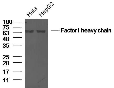 Factor I heavy chain antibody