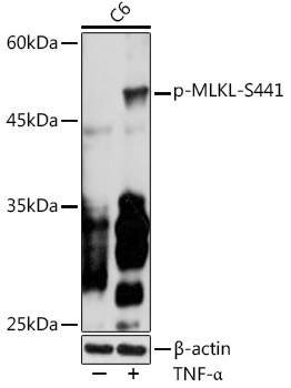 MLKL (Phospho-S441) antibody