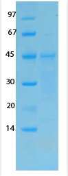 SARS-CoV-2 (COVID-19) Membrane Recombinant Protein