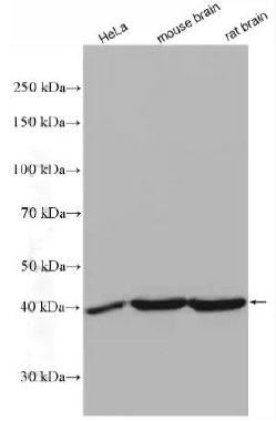 TTL antibody