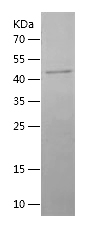 Human Nicotinic Acetylcholine Receptor alpha 1 protein