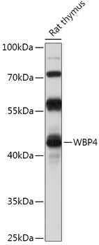 WBP4 antibody