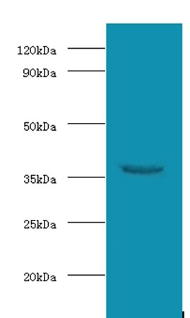 WDR54 Antibody, Biotin conjugated