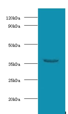 WD repeat-containing protein 54 antibody (HRP)