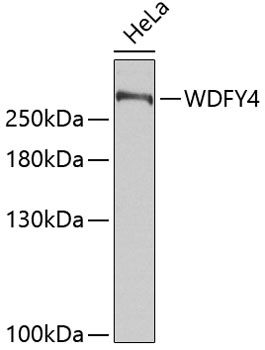 WDFY4 antibody