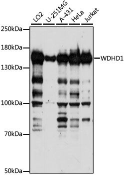 WDHD1 antibody