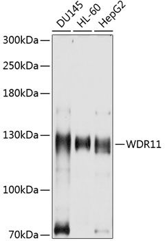 WDR11 antibody