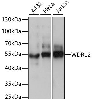 WDR12 antibody
