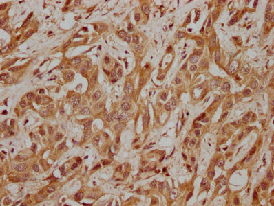 WDR24 Antibody