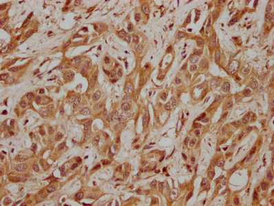 WDR24 antibody