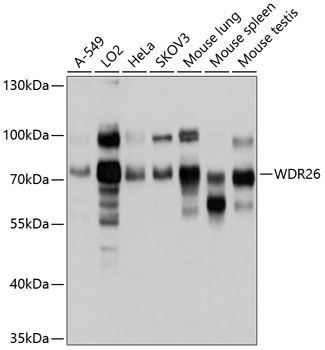 WDR26 antibody