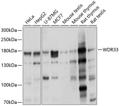 WDR33 antibody