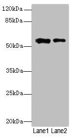 WDR34 antibody