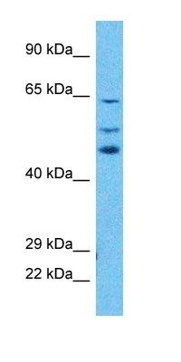 WDR46 antibody