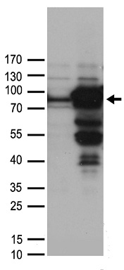 WDR48 Antibody