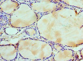 WDR5 Antibody