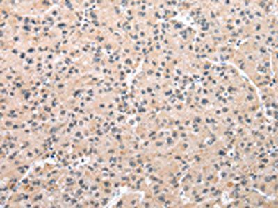 WDR5 Antibody