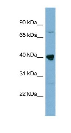 WDR55 antibody