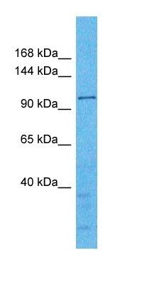 WDR59 antibody