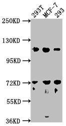 WDR59 Antibody