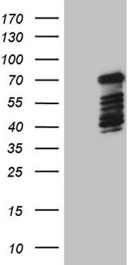 WDR61 antibody