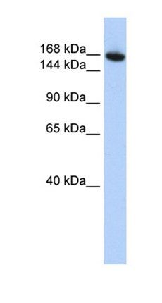 WDR66 antibody