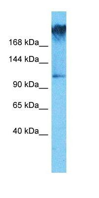 WDR7 antibody