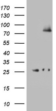 WDR74 Antibody