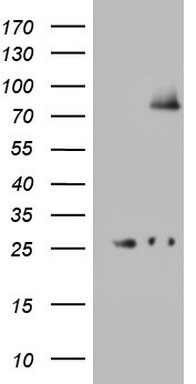 WDR74 antibody