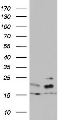 WDR74 Antibody