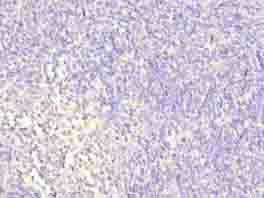 WDR74 antibody