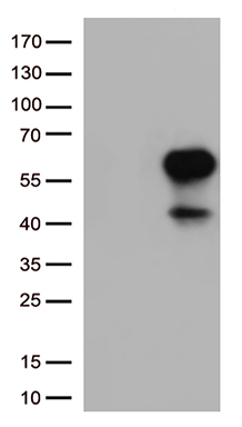 WDR77 antibody