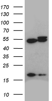 WDR77 antibody
