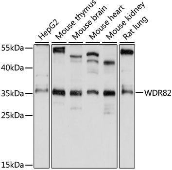 WDR82 antibody