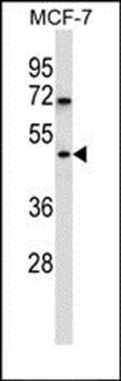 WDR88 antibody