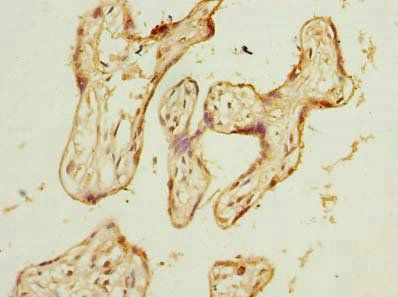 WDR89 Antibody