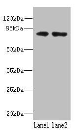 WDTC1 Antibody