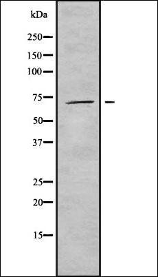 WEE1 (Phospho-Ser642) antibody