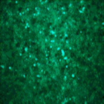 West Nile Virus Core Antibody