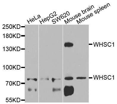 WHSC1 antibody