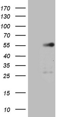 WIBG (PYM1) antibody