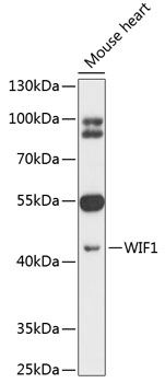 WIF1 antibody