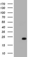 WIPF1 Antibody