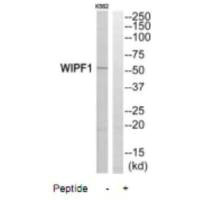 WIPF1 antibody