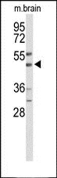 WIPI2 antibody