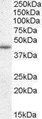 Goat anti-WISP1 Antibody