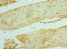 WISP2 Antibody