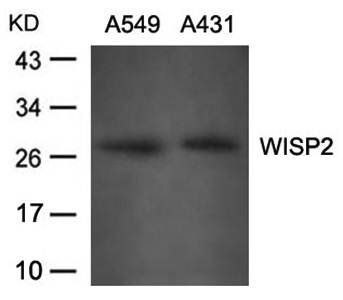 WISP2 Antibody